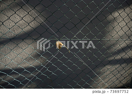 フェンスに引っかかった銀杏の葉 73697752