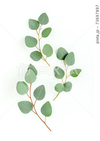 Green leaves eucalyptus isolated on white background. 73697897