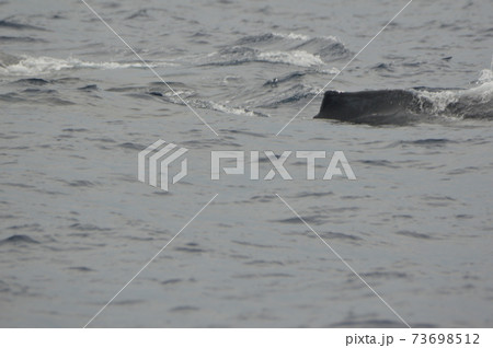 ザトウクジラ(慶良間諸島 近海/沖縄県) ザトウクジラ(慶良間諸島 近海/沖縄県) 73698512