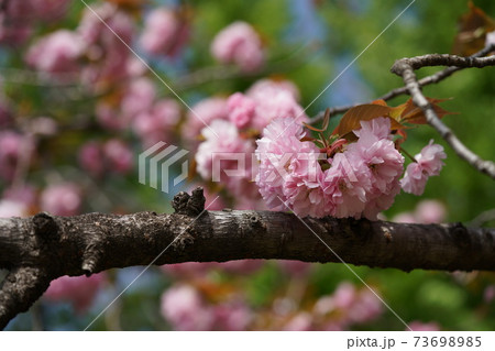 八重桜 八重桜 73698985