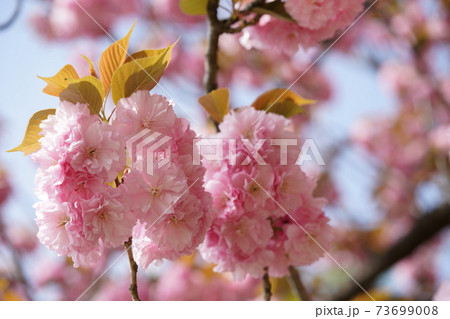 八重桜 八重桜 73699008