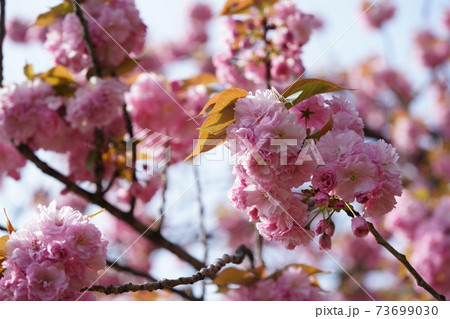 八重桜 八重桜 73699030