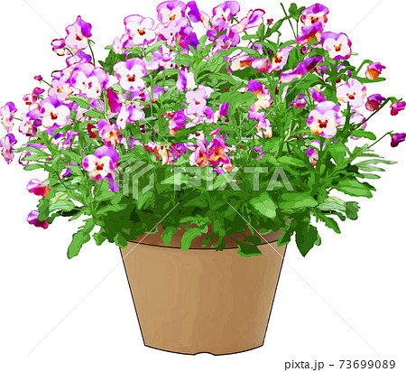 ビオラ鉢植え ビオラ鉢植え 73699089