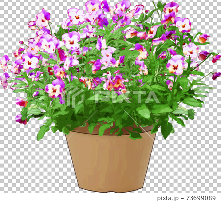 ビオラ鉢植え ビオラ鉢植え 73699089