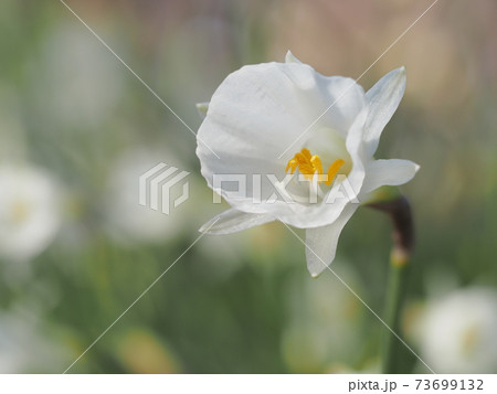 愛らしいナルキッスス・カンタブリクス 73699132