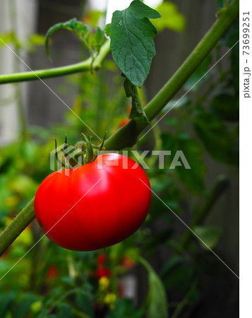 トマト　家庭菜園　庭　マンション　ベランダ栽培 73699251