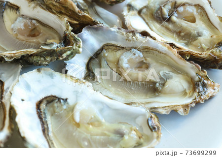 Opened oysters on the white plate, close-up Opened oysters on the white plate, close-up 73699299