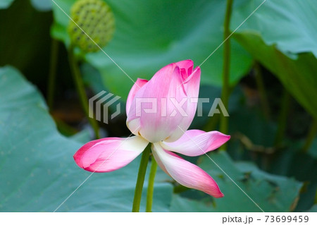 蓮の花 73699459