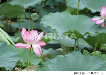 蓮の花 蓮の花 73699567