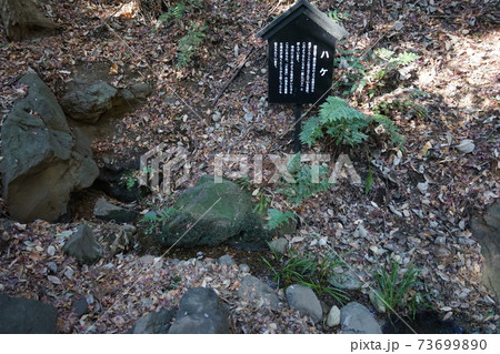 1月　小金井43滄浪泉園(ハケ)･国分寺崖線 73699890