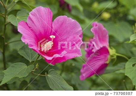 植物園に赤色のフヨウの花が咲いています。学名はHibiscus mutabilisです。 73700307