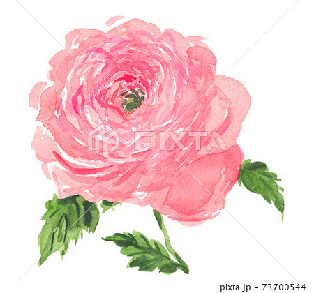 Ranunculuspix7のイラスト素材