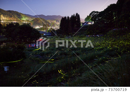 ホタルの光　辰野町のホタル　緑色の光 73700719