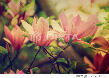 Magnolia spring flowers 73701609