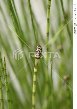 Water horsetail Water horsetail 73701723