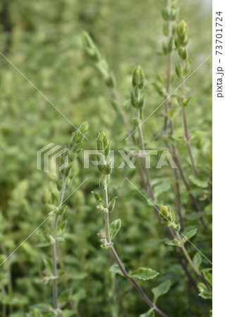 Yellow germander 73701724
