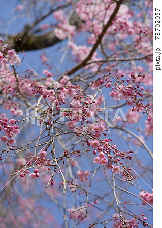 桜(八重紅枝垂) 桜(八重紅枝垂) 73702057