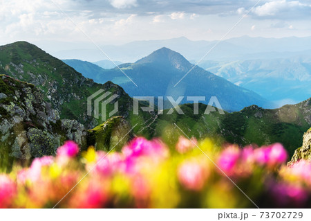 Pink rhododendron flowers in mountains Pink rhododendron flowers in mountains 73702729