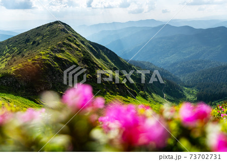 Pink rhododendron flowers in mountains Pink rhododendron flowers in mountains 73702731