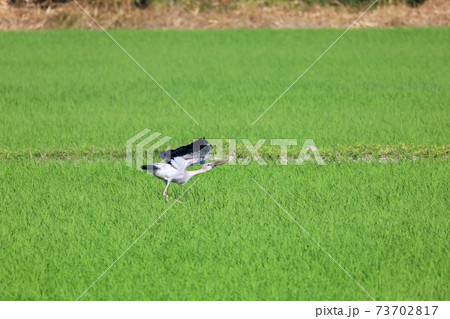 The bird in rice field in countryside at asia 73702817