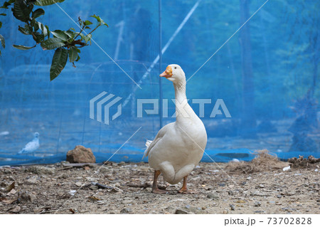 White female goose is stay in nature farm garden 73702828