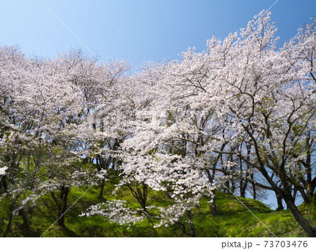 桜の山 73703476