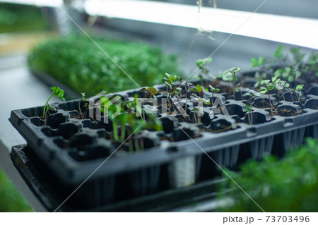 hydroponic farm with basil and green growing vegetables hydroponic farm with basil and green growing vegetables 73703496