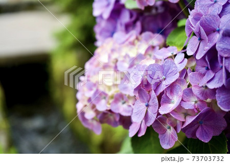 紫陽花にクローズアップ 紫陽花にクローズアップ 73703732