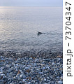 A bird flying over a body of water 73704347