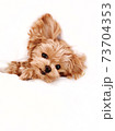 A dog bread maltipoo looking at the camera 73704353