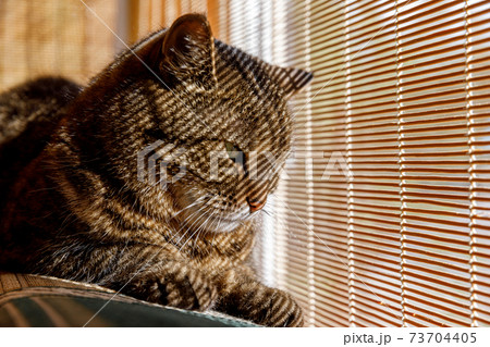 Funny portrait arrogant short-haired domestic tabby cat relaxing near window blinds at home indoors. Little kitten lovely member of family playing in house. Pet care health and animal concept. 73704405