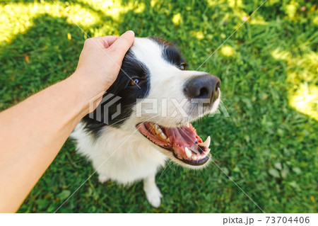 Woman hand stroking puppy dog border collie in summer garden or city park outdoor. Close up dog portrait. Owner playing with dog friend. Love for pets friendship support team concept. 73704406