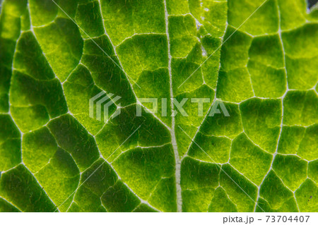 Closeup extreme macro texture view of green wood sheet tree leaf. Inspirational nature spring or summer wallpaper background. Change of seasons concept. Close up selective focus 73704407