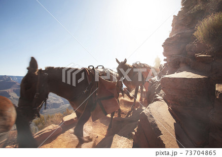 canyon 73704865