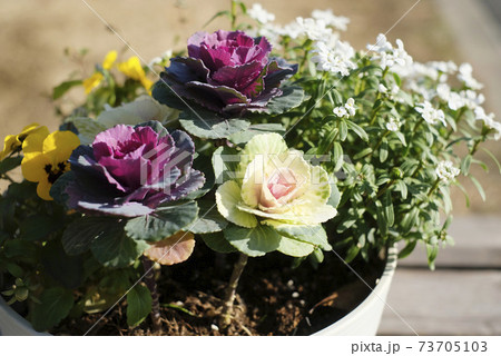 ハボタンとイベリスとビオラの寄せ植え 73705103