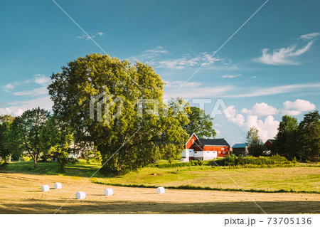 Swedish Rural Landscape Field With Dry Hay Bales Rolls After Harvest In Sunny Evening. Farmland With Red Farm Barn In Village 73705136