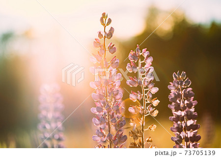 Wild Flowers Lupine In Summer Meadow At Sunset Sunrise. Lupinus, Commonly Known As Lupin Or Lupine, Is A Genus Of Flowering Plants In Legume Family, Fabaceae Wild Flowers Lupine In Summer Meadow At Sunset Sunrise. Lupinus, Commonly Known As Lupin Or Lupine, Is A Genus Of Flowering Plants In Legume Family, Fabaceae 73705139