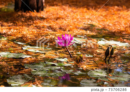 台湾 秋 あき 73706286
