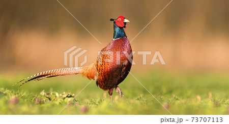 Proud common pheasant male walking forward on a green meadow in spring Proud common pheasant male walking forward on a green meadow in spring 73707113