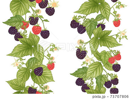 Blackberry. Ripe berries on branch. Seamless pattern, background. 73707806