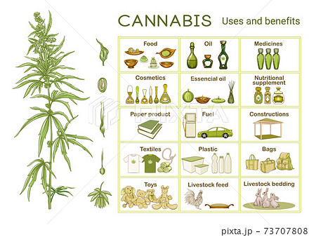 Cannabis, uses and benefits. Infographics, scheme 73707808