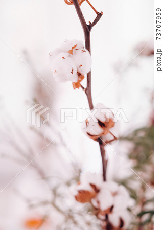 decoration with fluffy flowers on the table in winter style at the wedding decoration with fluffy flowers on the table in winter style at the wedding 73707959