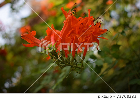 Cape honeysuckle or Tecoma capensis shrub with orange flowers. 73708233