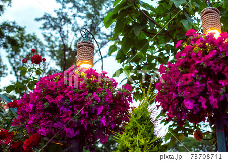 decorative lanterns for lighting hanging flowerpots with petunia flowers in the evening garden of evening backyard; a closeup of the night scene of landscape illumination; nobody. 73708741