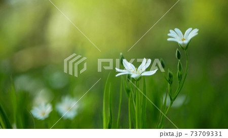 Greater stitchwort, greater starwort addersmeat Stellaria holostea Rabelera holostea canescens blossom bloom inflorescence white flower plant. herbaceous herba, flowering floodplain forest wood meadow 73709331