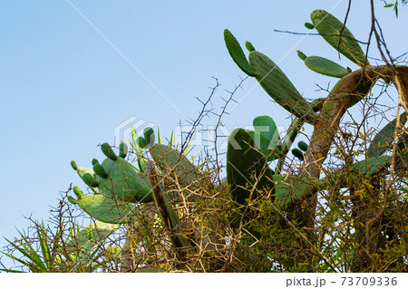 Beautiful Prickly Pear Cactus in Ayia Napa coast in Cyprus. Opuntia, ficus-indica, Indian fig opuntia, barbary fig 73709336