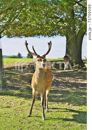 鹿のロクさんの写真素材