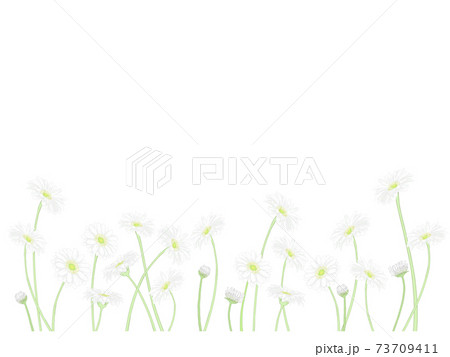 白いガーベラの背景のイラスト素材