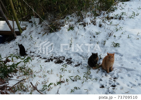 親離れした野良猫の子猫達は初めての雪に凍えながらも片手を上げて寒さも我慢してご飯をねだる 73709510
