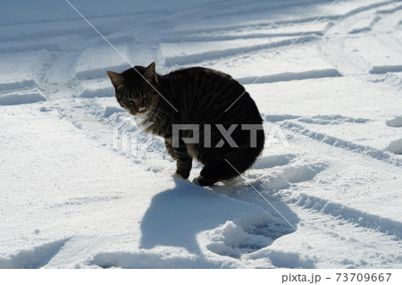 春に生まれたキジトラ野良猫が初めての雪に戸惑い凍えながらも白トビ母親と見回りをする 73709667